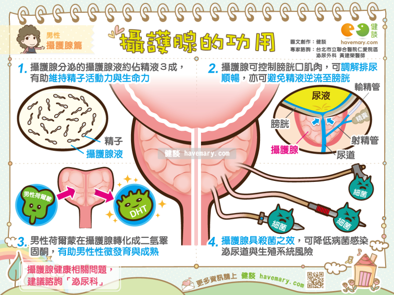 攝護腺,攝護腺的功用,精液,精子活動力,二氫睪固酮,生殖系統